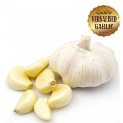 Vernalised Garlic - Australian White 40mm - 50mm Bulb Diameter - Starting at